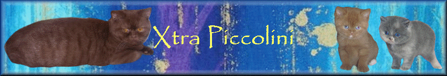 Xtra Piccolini