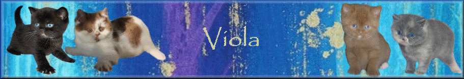 Viola